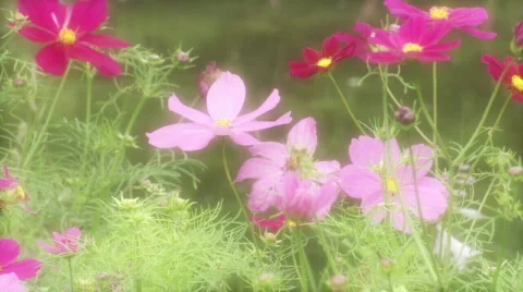 Wild Flowers HD Stock Footage 335583