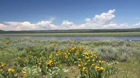 Wild flowers on Henry"s Fork Snake river Idaho Video stock 12034016