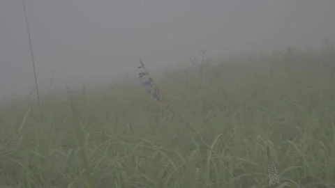 Wild Flowers Hiding in Misty Meadow Stock-Footage 343662895