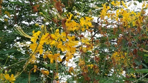 Wild Flowers inside a Forest Stock Footage 127086383