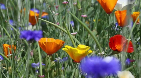 Wild flowers in long grass Stock Footage 51342983