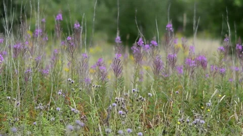 Wild flowers in a meadow Stock Footage 7766352