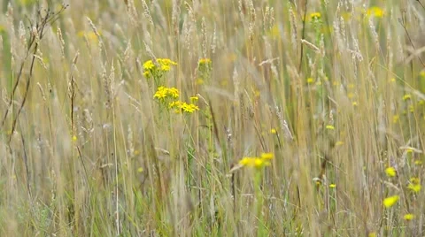 Wild flowers in  Meadow Stock Footage 7767425