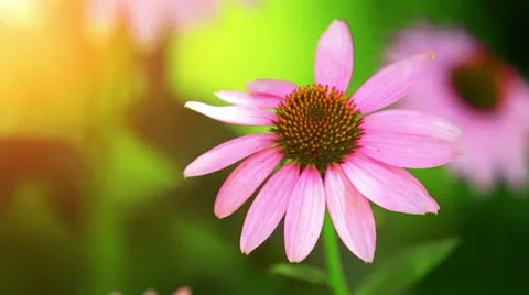 Wild Flowers In The Meadow. Stock Footage 21737003