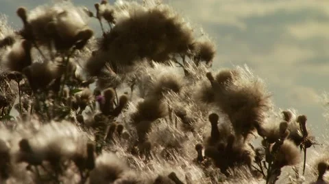 Wild flowers in meadow Stock Footage 55322656