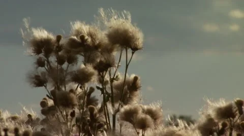 Wild flowers in meadow Stock Footage 55322689