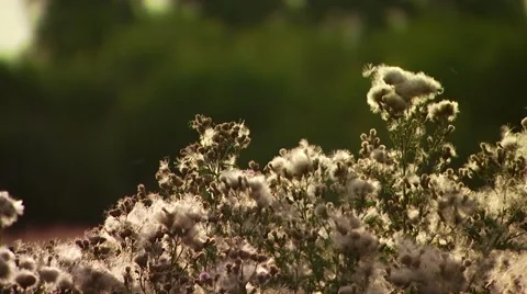 Wild flowers in meadow Stock Footage 55322699