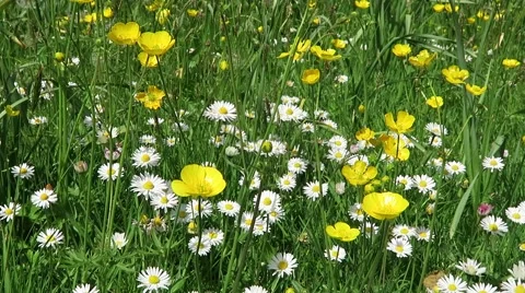 Wild flowers in meadow Stock Footage 62167060