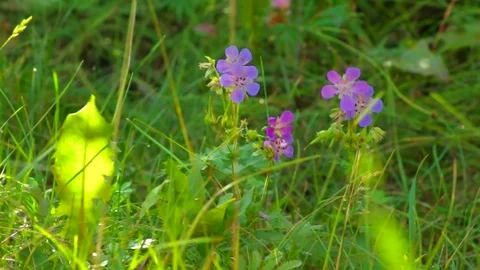 Wild flowers on a meadow 库存影片 79981010