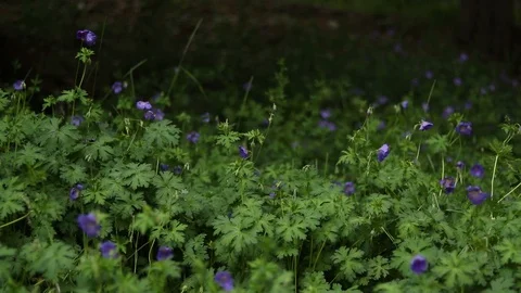 Wild flowers in the meadow, Vídeo Stock 121964147