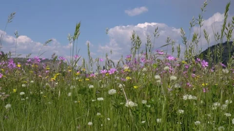 Wild flowers on a meadow 動画素材 239191342