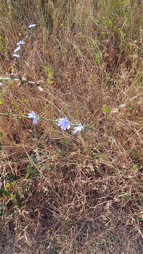 Wild flowers in the meadow moves in the wind Video stock 340130353