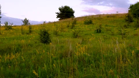 Wild flowers in the meadow. Selective focus. Stock Footage 285388988