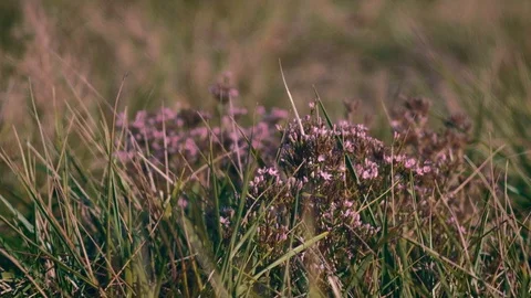 Wild flowers on the meadow. Shallow depth of field. 4K resolution Stock Footage 120486266