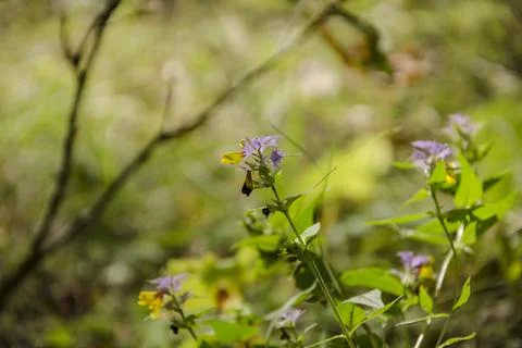 Wild flowers on the meadow in spring. Selective focus. Stock Photos