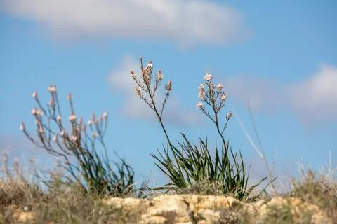 Wild flowers in Mediterranean spring Stock Photos
