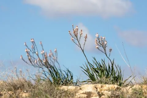 Wild flowers in Mediterranean spring Stock Photos