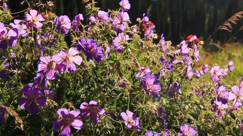 Wild flowers in the mountains in the counter light 库存影片 79061703