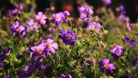 Wild flowers in the mountains in the counter light Vidéo 80418253