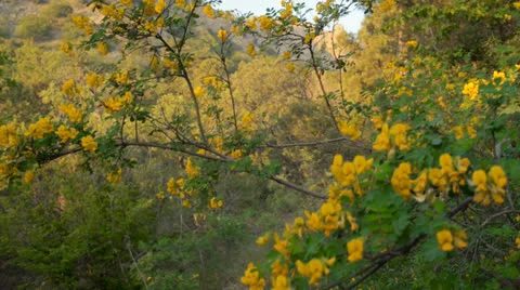 Wild flowers in the mountains Stock Footage 23637289