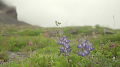Wild flowers in the mountains Stock Footage 59328150