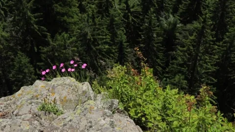 Wild flowers in the mountains Stock Footage 135167237