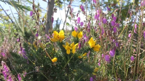 Wild flowers in the mountains Stock Footage 248324970