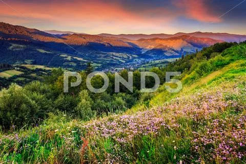 Wild flowers in mountains Stock Photos