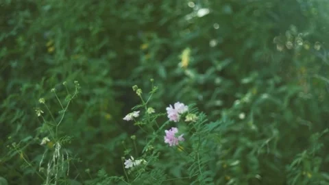 Wild flowers moved by subtle wind on a blurry background pan, Rec 709 Stock Footage 134902030