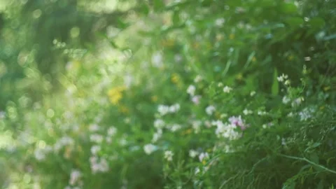 Wild flowers moved by wind on a blurry background static, Rec 709 Stock Footage 134901978