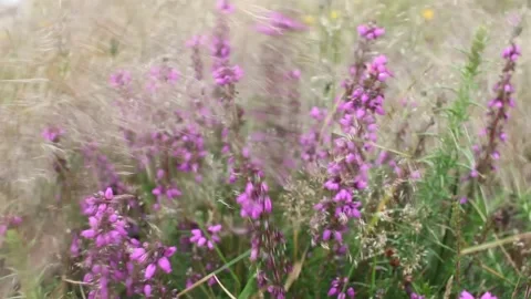 Wild flowers moved by the wind Stock Footage 237527373