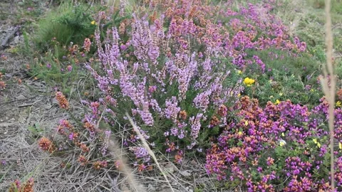 Wild flowers moved by the wind Stock Footage 242756934