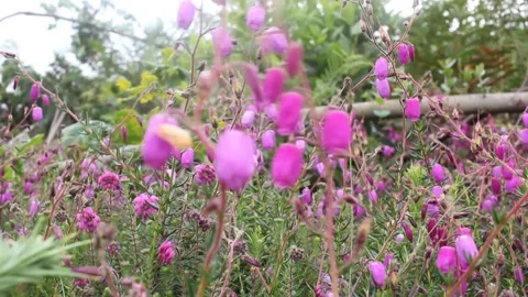 Wild flowers moved by the wind in the mountains Stock Footage 237527192