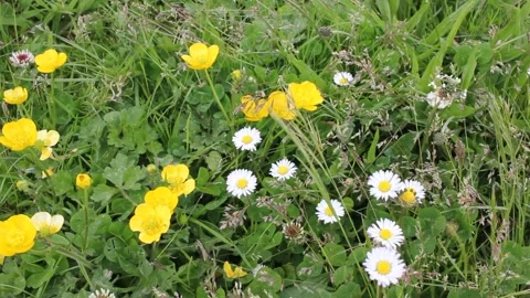 Wild flowers moving with the breeze Stock Footage 255210461