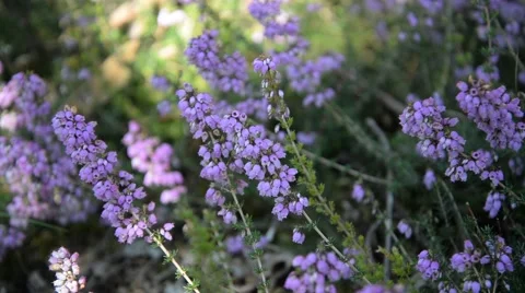 Wild flowers moving with the wind. Stock Footage 48939378
