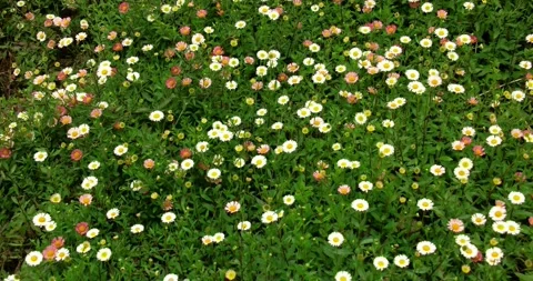 Wild flowers of Mt. Uluguru Stock Footage 159349463