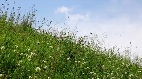 Wild flowers over sky timelapse Stock Footage 68681289
