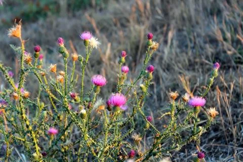 Wild flowers 스톡 사진