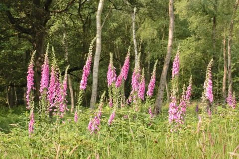 Wild flowers Stock Photos
