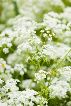 Wild flowers Stock Photos