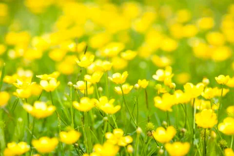 Wild flowers Foto stock