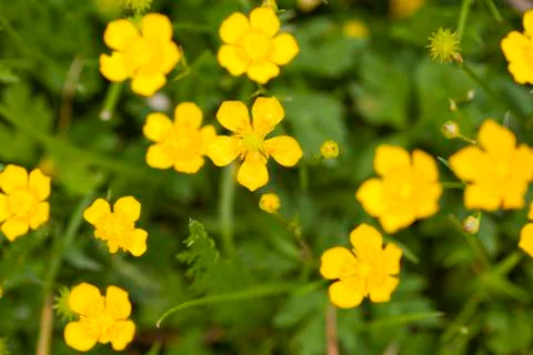Wild flowers Foto stock