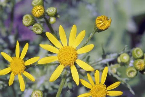 Wild flowers Stock Photos