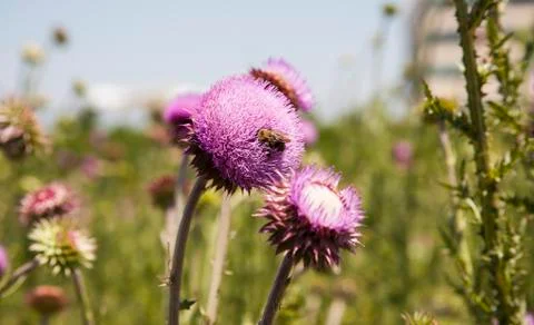 Wild flowers Stock Photos