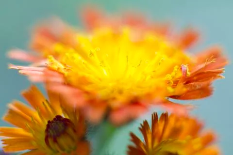 Wild Flowers Foto stock