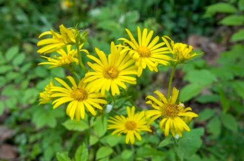 Wild flowers Stock Photos