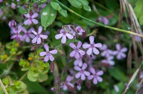 Wild flowers Stock Photos