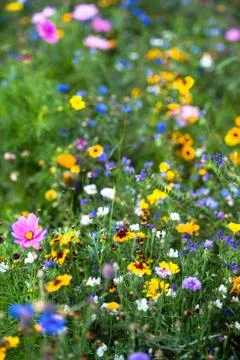 Wild flowers Stock Photos