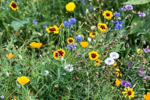 Wild flowers Stock Photos