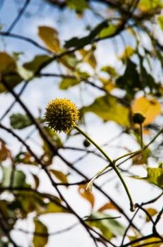 Wild flowers Stock Photos